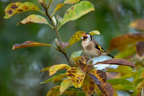 European goldfinch (Carduelis carduelis) adult bird in a garden magnolia tree with autumn colour