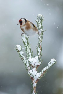 European goldfinch (Carduelis carduelis) adult garden bird on a snow covered Christmas spruce tree