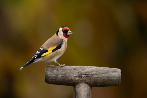 European goldfinch (Carduelis carduelis) adult garden bird on a fork handle in autumn, England,