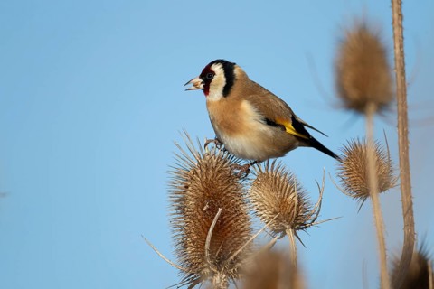 European goldfinch (Carduelis carduelis) adult bird feeding on a Teasel seedhead in winter, RSPB