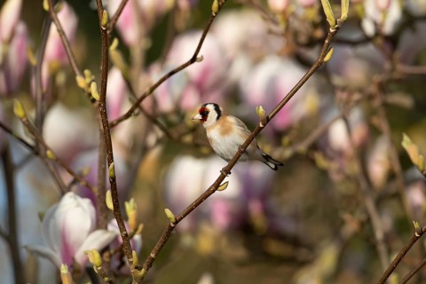 European goldfinch (Carduelis carduelis) adult bird in a garden magnolia tree with blossom in