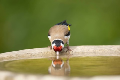 European goldfinch (Carduelis carduelis) adult garden bird drinking water from a bird bath in