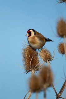 European goldfinch (Carduelis carduelis) adult bird on a Teasel seedhead in winter, RSPB Frampton