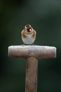 European goldfinch (Carduelis carduelis) adult garden bird on a frost covered fork handle in