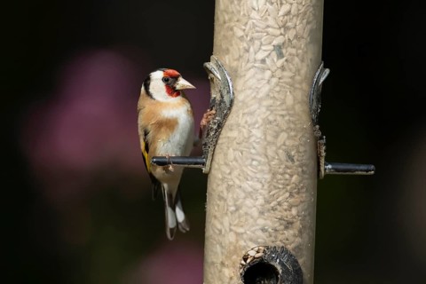 European goldfinch (Carduelis carduelis) adult bird on a garden bird feeder filled with sunflower