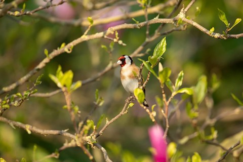 European goldfinch (Carduelis carduelis) adult bird in a garden magnolia tree in spring, England,