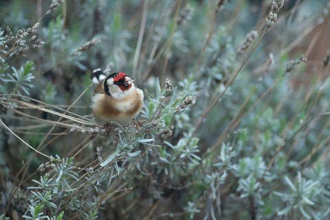 European goldfinch (Carduelis carduelis) adult bird on a garden Lavender plant in spring, England,