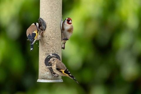 European goldfinch (Carduelis carduelis) two adult birds and a juvenile bird feeding on a garden