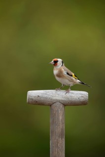 European goldfinch (Carduelis carduelis) adult garden bird on a fork handle in autumn, England,