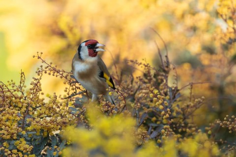 European goldfinch (Carduelis carduelis) adult garden bird in a yellow flowering bush in spring,