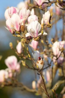 European goldfinch (Carduelis carduelis) adult bird in a garden magnolia tree with blossom in