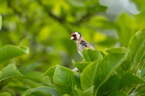 European goldfinch (Carduelis carduelis) adult bird in a garden magnolia tree in summer, England,