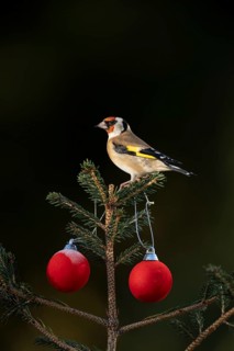 European goldfinch (Carduelis carduelis) adult garden bird on a Christmas spruce tree in winter,