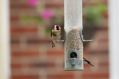 European goldfinch (Carduelis carduelis) adult bird feeding on a garden bird feeder filled with