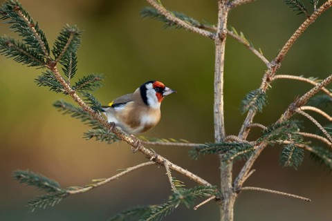 European goldfinch (Carduelis carduelis) adult garden bird on a Christmas spruce tree in winter,