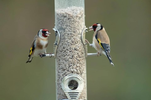 European goldfinch (Carduelis carduelis) two adult birds feeding on a garden bird feeder filled
