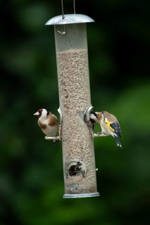 European goldfinch (Carduelis carduelis) two adult birds feeding on a garden bird feeder filled