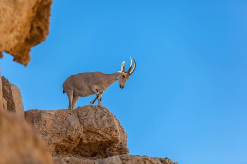 Mitzpe Ramon, Israel, Negev Desert, The Ibex a symbol of Israel in the cliffs of the Makhtesh Ramon
