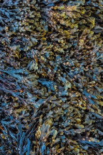 Scottish Higlands, Scotland, UK. Seaweed