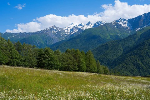Flower meadow under bright blue sky, surrounded by snow-capped mountains and green forests,