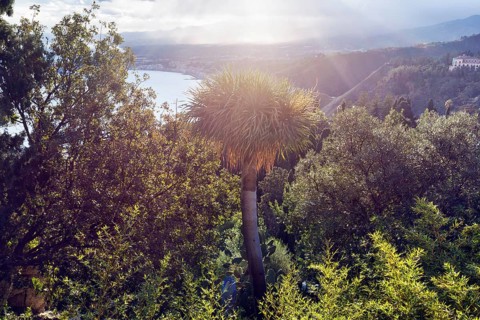 Club lily (Cordyline australis), cabbage palm or torbay palm, coastline, Ionian Sea, sun rays,