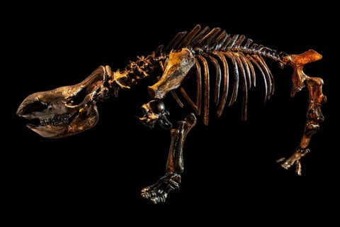 Reconstruction of the left skeletal side of a woolly rhinoceros, found near Sersno, Piast Castle