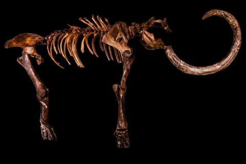 Reconstruction of the right skeletal side of a mammoth, found near Peiskretscham, Piast Castle
