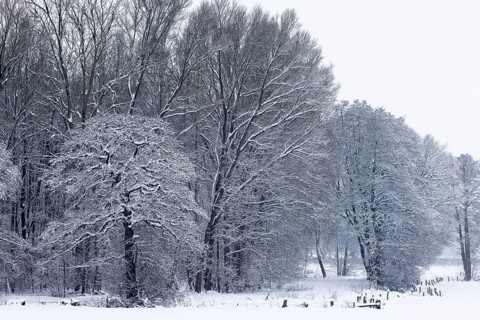 Deep snowy winter landscape with snow-covered trees on the edge of the forest, Schleswig-Holstein,