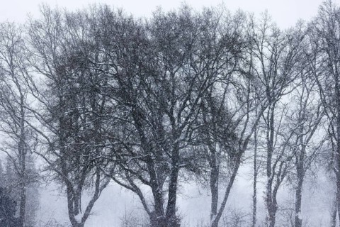 Trees in snowstorm, Schleswig-Holstein, Germany