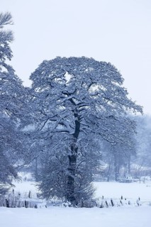 Snow-covered tree, alder (Alnus), in a snow-covered landscape in winter, Schleswig-Holstein,