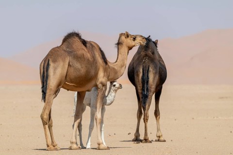 Dromedary (Camelus dromedarius), camels, in desert, Rhub al Khali, Empty Quarter, Emtpy Quarter,