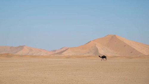 Dromedary (camel) in front of sand dunes in the Rhub al Khali desert, Empty Quarter, largest sand