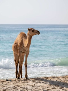 Dromedary (Camelus dromedarius), camels, bathing in the sea, Oman