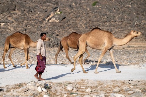 Nomad with camels, Oman