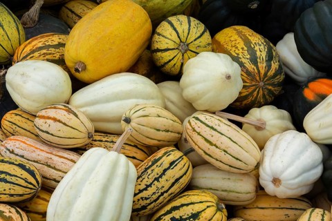 Close-up of Cucurbita pepo 'Delicata' - Squash and white pumpkins for sale in bin at outdoor market