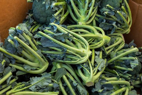 Close-up of chopped and discarded Brassica oleracea - Broccoli in cardboard box at farm stand in
