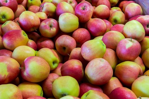 Close-up of freshly harvested Malus 'Gala' Apples in wooden bin at a farm stand in autumn, Quebec,