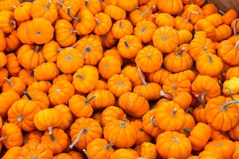 Close-up of freshly harvested Baby orange Cucurbita - Pumpkins for sale in a bin at farm stand in
