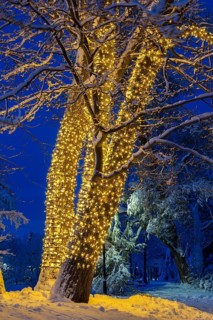 Large tree trunks decorated with illuminated Christmas lights and covered with winter like snow in