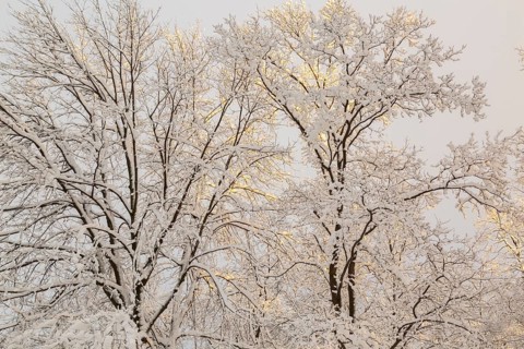 Side lit tall deciduous trees with branches covered with freshly fallen winter like snow at sunset