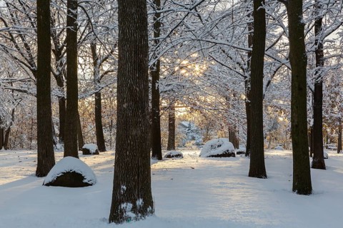 Sunburst through forest of tall semi silhouetted deciduous trees covered with freshly fallen winter