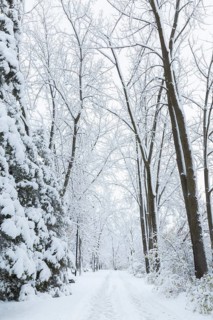 Wide walking path through misty forest of tall deciduous and evergreen trees covered with freshly