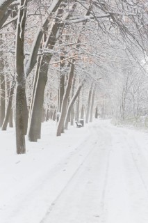 Wide walking path through foggy forest of tall deciduous and evergreen trees covered with freshly