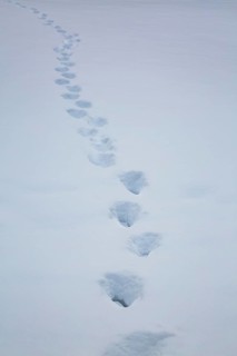Trail of heavy boot prints left behind by person walking in freshly fallen winter like snow in
