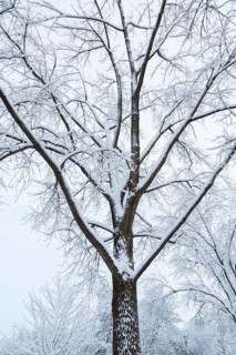 Tall deciduous tree covered with freshly fallen winter like snow in late autumn, Quebec, Canada