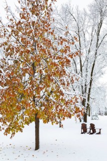 Fagus - Beech tree with leaves covered in winter like snow and two wooden Adirondack chairs in