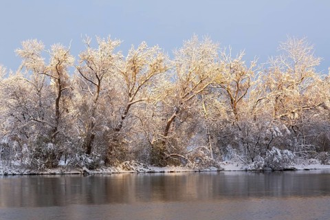 Mille Iles river and Ile des Moulins with Populus deltoides - Eastern Cottonwood trees covered with
