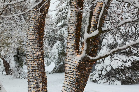 Large tree trunks decorated with illuminated Christmas lights and covered with winter like snow in