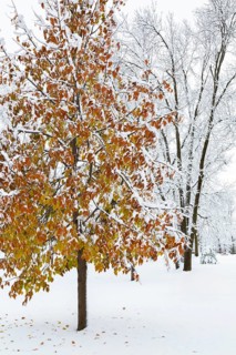 Fagus - Beech tree with leaves covered with winter like snow in public park in late autumn, Ile des