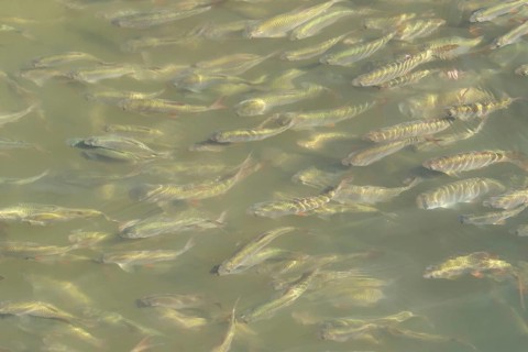 Common roach (Rutilus rutilus) adult fish in a shoal in a garden pond, England, United Kingdom